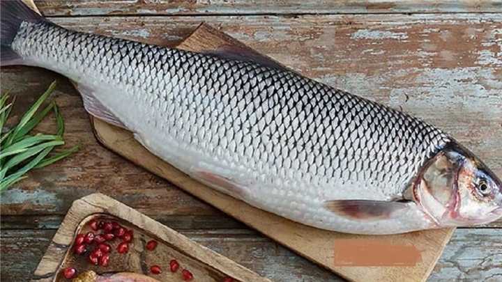 تصویر 5 از قیمت خرید عمده ماهی سفید